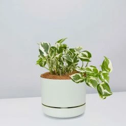 Pot + Plant Gift Box Pothos Snow Queen - Pot + Plant + Soil Easy Care Plants