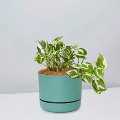 Pot + Plant Gift Box Pothos Snow Queen - Pot + Plant + Soil Easy Care Plants
