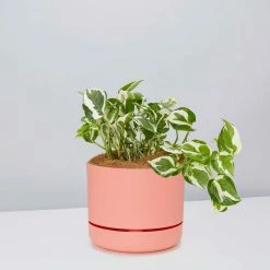 Pot + Plant Gift Box Pothos Snow Queen - Pot + Plant + Soil Easy Care Plants