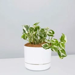 Pot + Plant Gift Box Pothos Snow Queen - Pot + Plant + Soil Easy Care Plants