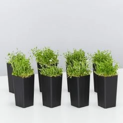 Shrubs Pratia Pedunculata