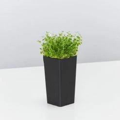 Shrubs Pratia Pedunculata