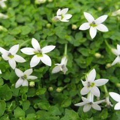 Shrubs Pratia Pedunculata