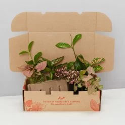 Indoor Garden Pretty-in-Pink Box