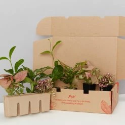 Indoor Garden Pretty-in-Pink Box