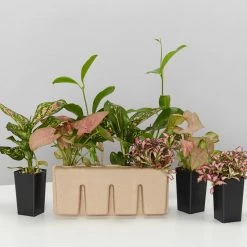 Indoor Garden Easy Care Plants Assorted Pack Of Houseplants 🍃 *Pick Your Own