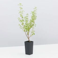 Shrubs Prostanthera Sieberi