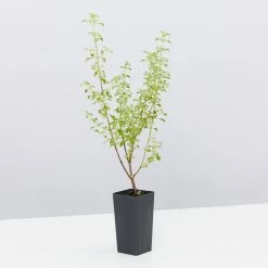 Shrubs The Edible Plants Pack 17 Shrubs The Edible Plants Pack