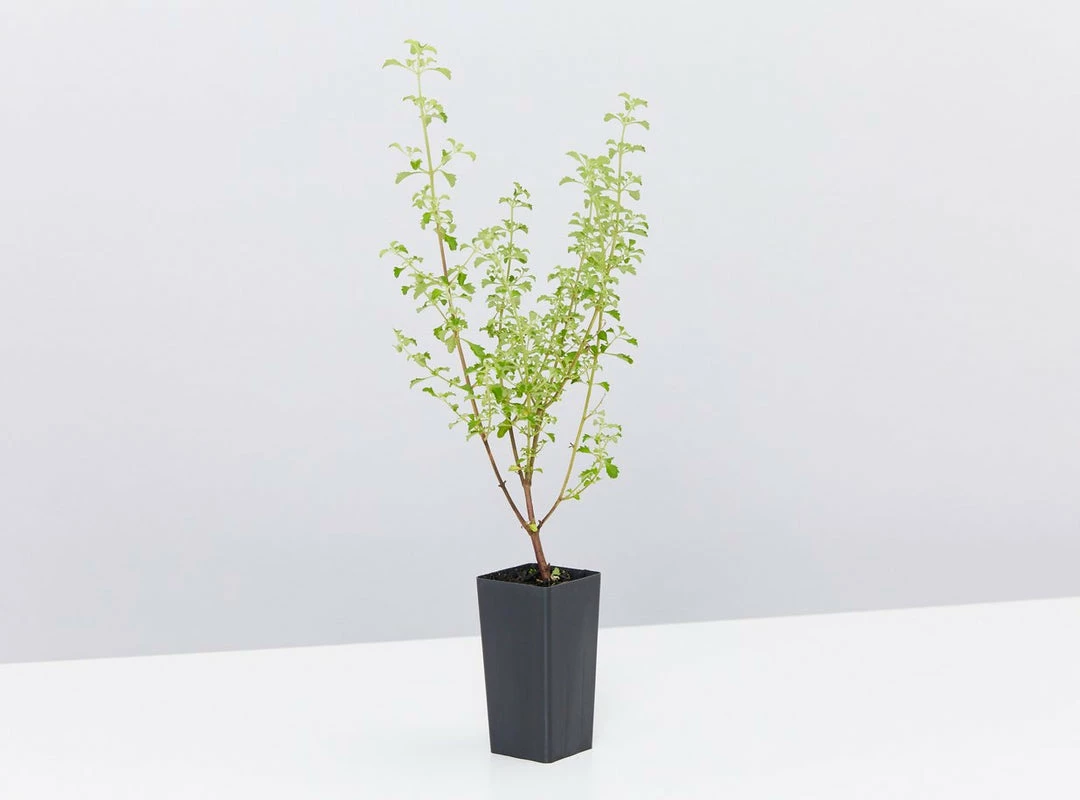 Shrubs The Edible Plants Pack 5 Shrubs The Edible Plants Pack