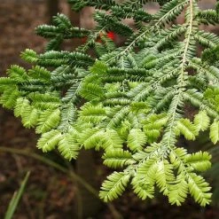 Shrubs Prumnopitys Ladei