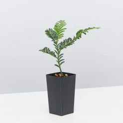 Shrubs Prumnopitys Ladei