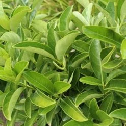 Ozbreed Hedging Plants Quick Fence™ Viburnum Odoratissimum ‘VOQ1’