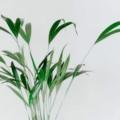 Shrubs Rhapis Excelsa