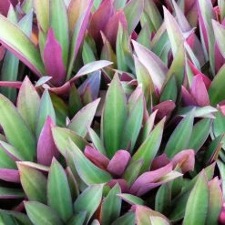 Shrubs Border Plants Tradescantia (Rhoeo) Dwarf