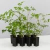 Indoor Garden Shrubs Radermachera China Doll