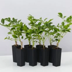 Hedge Hedging Plants Radermachera "Summer Scent"