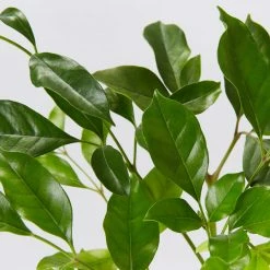 Hedge Hedging Plants Radermachera