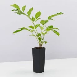 Hedge Hedging Plants Radermachera