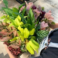 Indoor Garden Air Purifying Rainbow 🌈 Box - Indoor