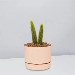 Cacti LECA + Golden Monkey Tail Cactus 🌵 Planter Easy Care Plants