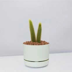 Cacti LECA + Golden Monkey Tail Cactus 🌵 Planter Easy Care Plants