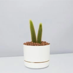 Cacti LECA + Golden Monkey Tail Cactus 🌵 Planter Easy Care Plants