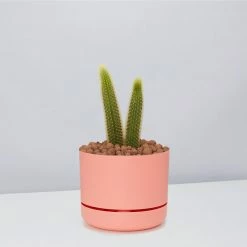 Cacti LECA + Golden Monkey Tail Cactus 🌵 Planter Easy Care Plants