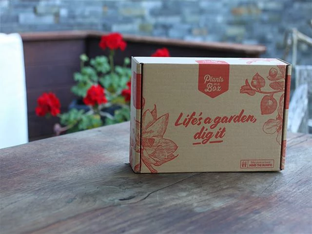 Shrubs Cordyline Ruby 5 Shrubs Cordyline Ruby