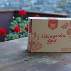 Hedge Cupressus Sempervirens 'Nitschke’s Needle'