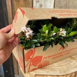 Shrubs Rhaphiolepis Snow Maiden Dwarf Hedge Pack