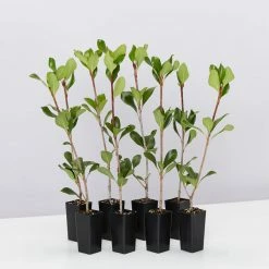 Hedge Rhaphiolepis Intermedia