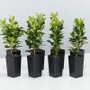 Shrubs Rhaphiolepis Snow Maiden Dwarf Hedge Pack