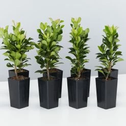 Shrubs Rhaphiolepis Snow Maiden Dwarf Hedge Pack