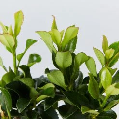 Shrubs Rhaphiolepis Snow Maiden Dwarf Hedge Pack