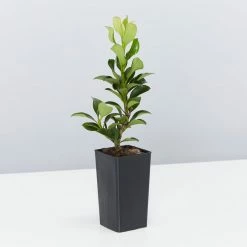 Shrubs Rhaphiolepis Snow Maiden Dwarf Hedge Pack