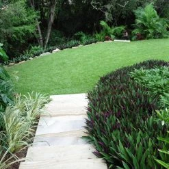 Shrubs Border Plants Tradescantia (Rhoeo) Dwarf