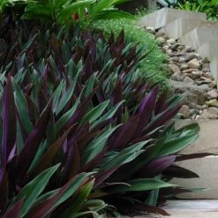 Shrubs Border Plants Tradescantia (Rhoeo) Dwarf "Moses In The Cradle"