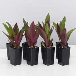 Shrubs Border Plants Tradescantia (Rhoeo) Dwarf "Moses In The Cradle"