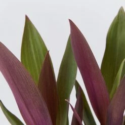 Shrubs Border Plants Tradescantia (Rhoeo) Dwarf