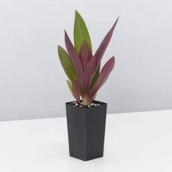 Shrubs Border Plants Tradescantia (Rhoeo) Dwarf