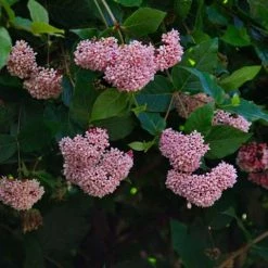 Shrubs Rondeletia Amoena