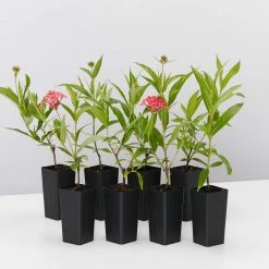 Shrubs Rondeletia Leucophylla Sweet Caprice