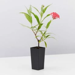 Shrubs Rondeletia Leucophylla Sweet Caprice