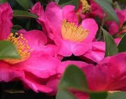 Hedge Shrubs Camellia Sasanqua 'Rose Ann' (deep Rose Pink Flower)