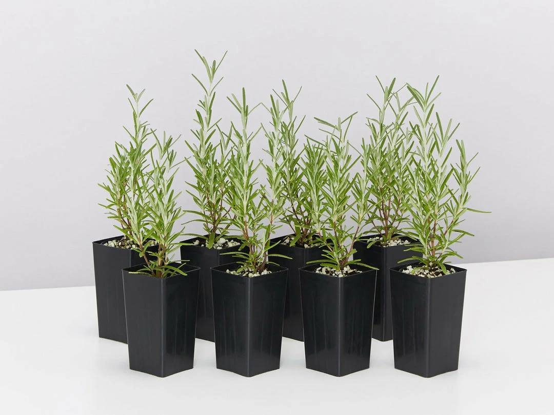 Shrubs Rosmarinus Officinalis Savor 3 Shrubs Rosmarinus Officinalis Savor