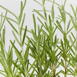 Shrubs Rosmarinus Officinalis Savor