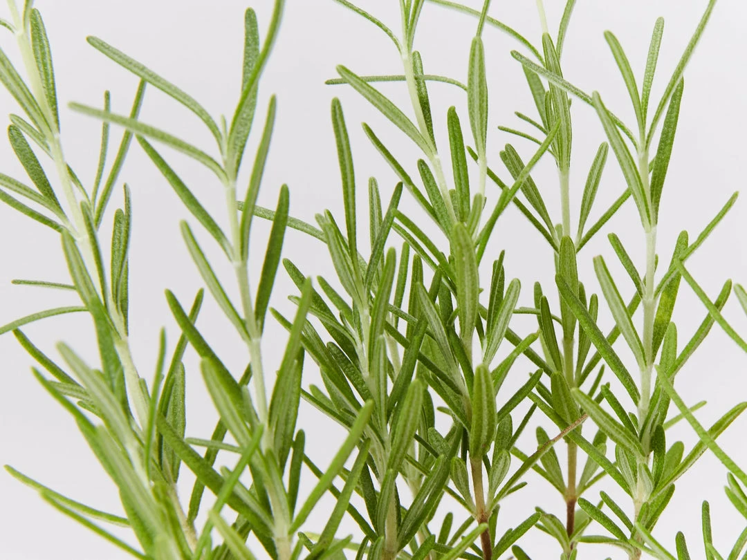Shrubs Rosmarinus Officinalis Savor 4 Shrubs Rosmarinus Officinalis Savor