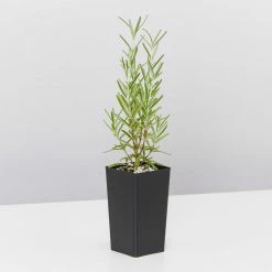 Shrubs Rosmarinus Officinalis Savor 8 Shrubs Rosmarinus Officinalis Savor