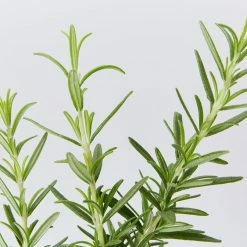 Hedge Shrubs Rosemary Tuscan Blue