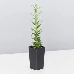 Hedge Shrubs Rosemary Rosmarinus Officinalis